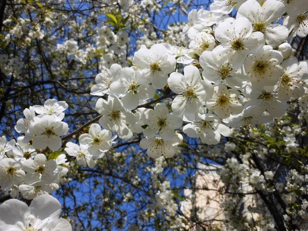 Сherry blossoms — Stock Photo, Image