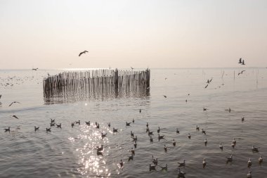 Martı kuşları gökyüzünde ve denizde uçar bambu kalp şeklinde bir çitin etrafında uçar, bir nehir delta kıyısında, Alacakaranlık semalarında, duyarlı bir şekilde odaklanır.
