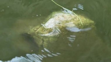 Suyun içindeki kayalara yakın çekim. Rüzgardan gelen küçük dalgalarla savruluyor.