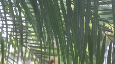 Palmiye yapraklarının yakın plan görüntüsü su püskürtüsü tarafından üflenmiş. Hassas bir odak ile.