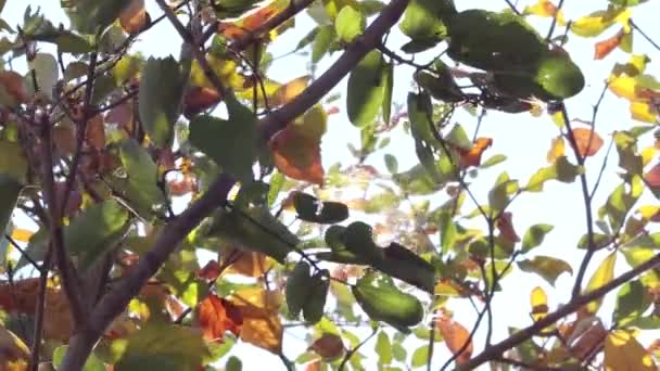 树枝在风中飘扬 在阳光的照耀下敏感的重点 — 图库视频影像