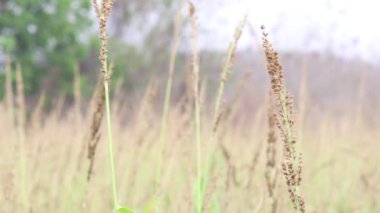 Rüzgâr güpegündüz esiyor. Arka planda hassas bir odak noktası var..