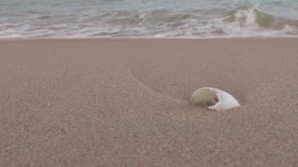 貝殻で砂浜に打ち寄せるきれいな海の波の側の角度を閉じます コピースペースの砂のビーチに小さな波 昼間の海の波 — ストック動画