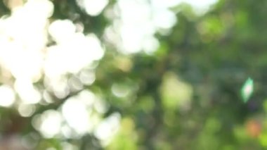 Bulanık yeşil doğa bokeh arka plan. Güneşin ağaçların arasından geçmesiyle. Güzel yeşil renkli doğal video Bokeh soyut arkaplan.