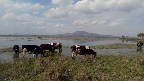 Cows Eating Walking Zumpango Lagoon Cattle Eat Grass Shore Lagoon — Stock Video