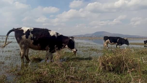 Αγελάδες Χαλαρώνουν Στο Νερό Της Λιμνοθάλασσας Zumpango Ενώ Τρέφονται Βότανα — Αρχείο Βίντεο