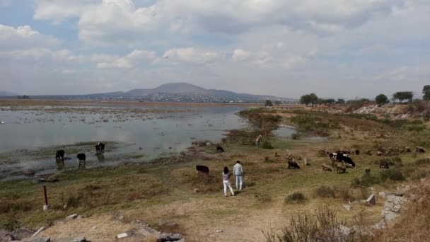 2021年2月 墨西哥州 位于墨西哥州的宗万戈泻湖侧锅 当奶牛在岸上觅食时 人们观察泻湖 — 图库视频影像