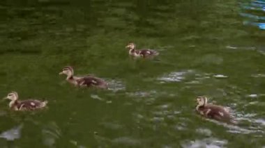 family of ducks swimming in the lake of Chapultepec, brown ducks splashing in the water.