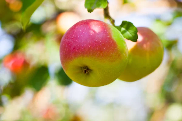 Apple groeit op boom Stockfoto