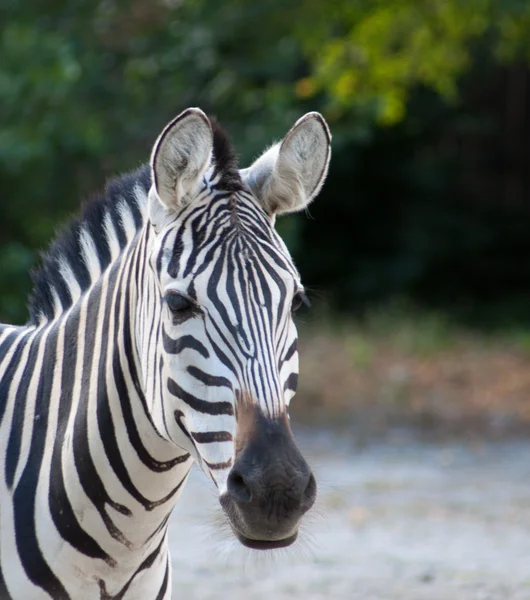 Tiere — Stockfoto