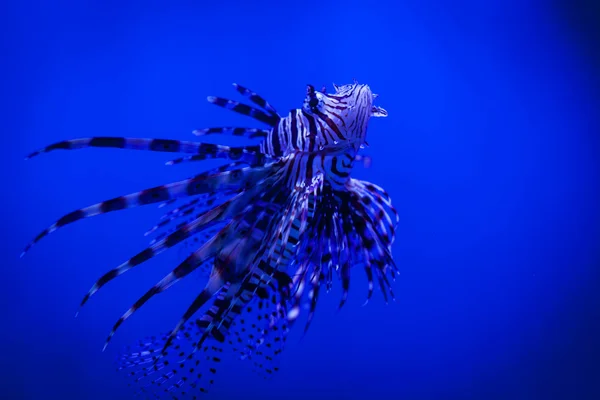 Tema de mar — Foto de Stock