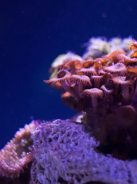 Tema de mar — Foto de Stock