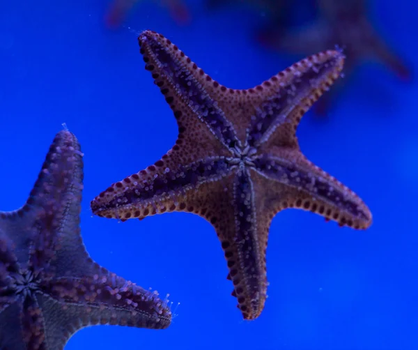 Tema de mar — Foto de Stock