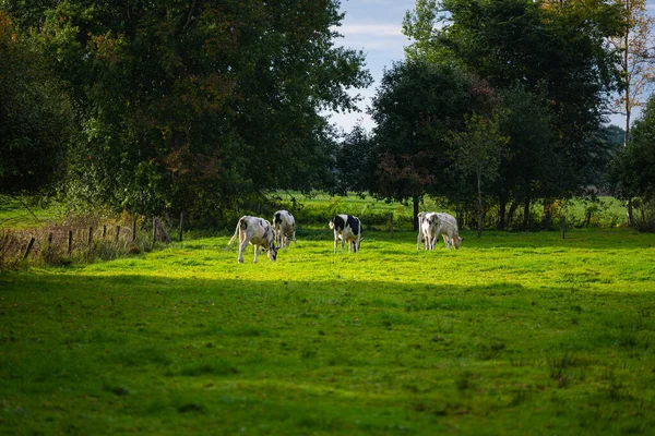 Vacas Pastam Calmamente Pequeno Pasto Luz Solar Tarde Fotografia De Stock