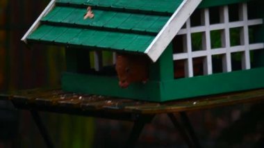 Bir sincap yağmurlu bir sonbahar gününde yeşil bir kuş yuvasında yiyecek arar.