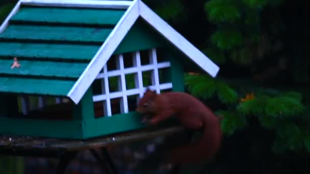 비오는 가을에 초가집에서 먹이를 다람쥐 — 비디오