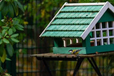Alman bahçe kuşları ahşap bir masanın üzerindeki küçük yeşil bir kuş yuvasından yiyecek arıyorlar.