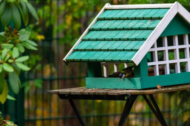 Alman bahçe kuşları ahşap bir masanın üzerindeki küçük yeşil bir kuş yuvasından yiyecek arıyorlar.