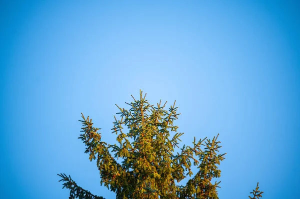 Fák Tetején Világít Lenyugvó Őszi Esti Nap Kék Háttérrel — Stock Fotó