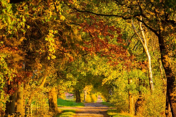 Field Path Fields Shines Bright Autumn Colors Evening Sun — Stock Photo, Image