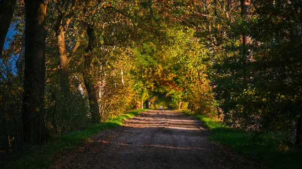 Field Path Fields Shines Bright Autumn Colors Evening Sun — Stock Photo, Image