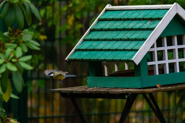 Olika Tyska Trädgårdsfåglar Letar Efter Mat Från Liten Grön Fågelholk — Stockfoto