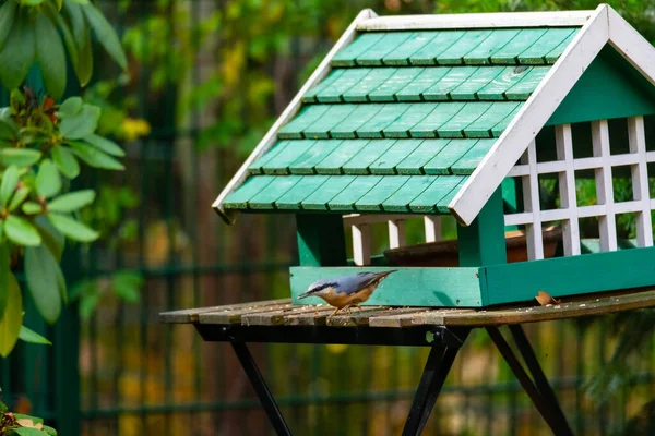 Vari Uccelli Giardino Tedeschi Cercano Cibo Una Piccola Casa Uccello — Foto Stock