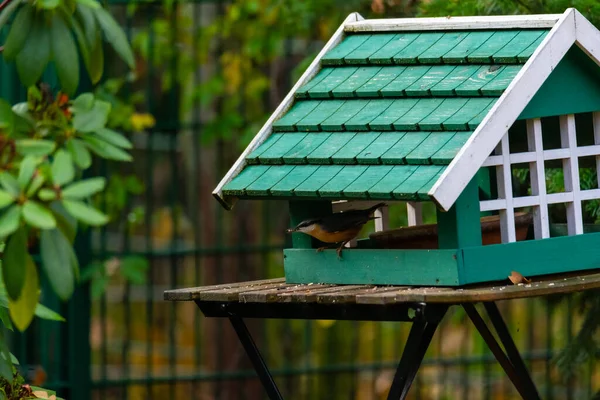 Vários Pássaros Jardim Alemães Procuram Comida Uma Pequena Casa Pássaros — Fotografia de Stock
