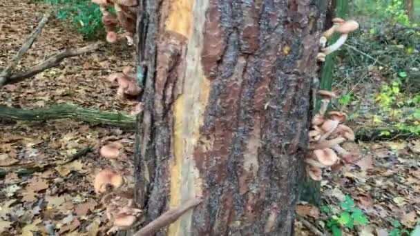 Mnoho Hub Rostou Kmene Stromu Lese — Stock video