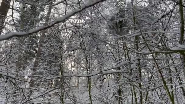 Una Passeggiata Attraverso Bosco Che Pieno Bella Neve Bianca Inverno — Video Stock