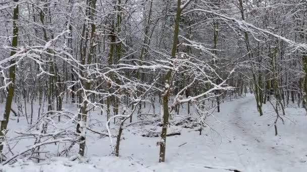 Promenad Genom Skog Som Full Vacker Vit Snö Vintern Solig — Stockvideo