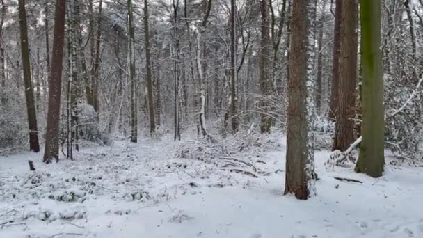 Promenad Genom Skog Som Full Vacker Vit Snö Vintern Solig — Stockvideo