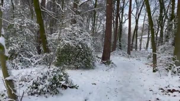 Ein Spaziergang Durch Einen Wald Der Winter Einem Sonnigen Tag — Stockvideo