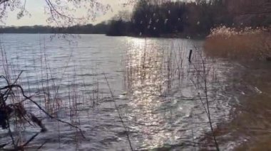 Öğlen güneşinde bir göl manzarası Rüzgar otları sallarken