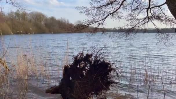 Vue Lac Soleil Midi Tandis Que Vent Fait Vibrer Herbe — Video