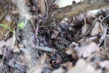 Bir kurbağa (Bufonidae) onu korumak için yaprakların altında bir bahçede saklanır.