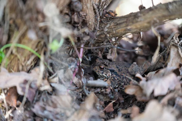 Egy Varangy Bufonidae Elrejtőzik Kertben Levelek Alatt Hogy Megvédje — Stock Fotó