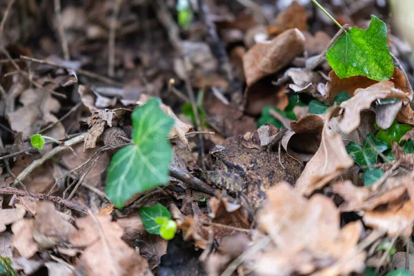 Egy Varangy Bufonidae Elrejtőzik Kertben Levelek Alatt Hogy Megvédje — Stock Fotó