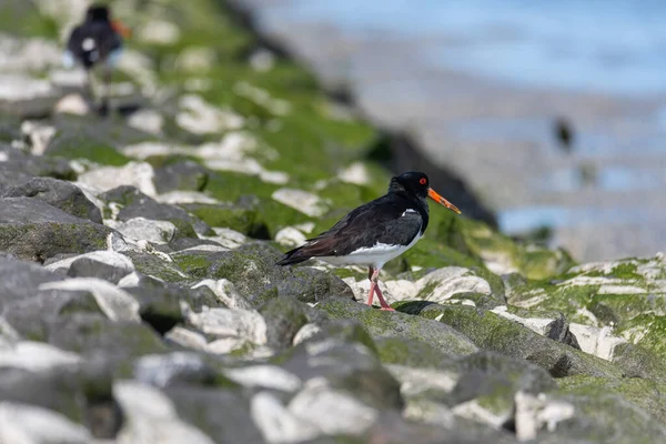 Capturador Ostras Haematopus Ostralegus Mar Alemania Del Norte Con Crías —  Fotos de Stock