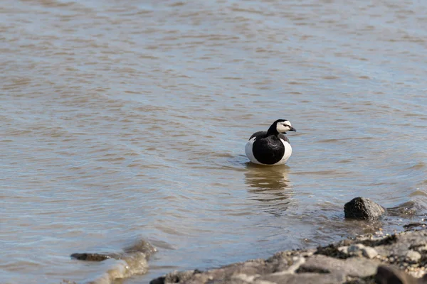 Kanada Liba Branta Canadensis Észak Német Tengerparton Egy Szeles Nyári — Stock Fotó