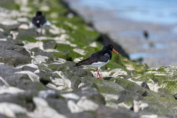 Kuzey Alman Denizi Nde Taze Yavrularla Istiridye Avcısı Haematopus Ostralegus — Stok fotoğraf