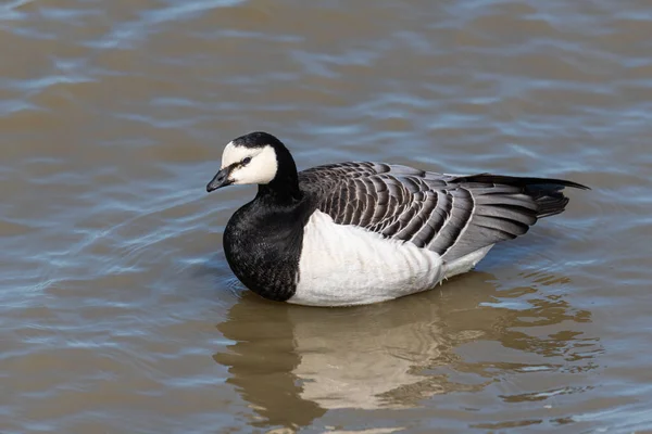 Kanada Husa Branta Canadensis Severním Pobřeží Německa Větrného Letního Dne — Stock fotografie