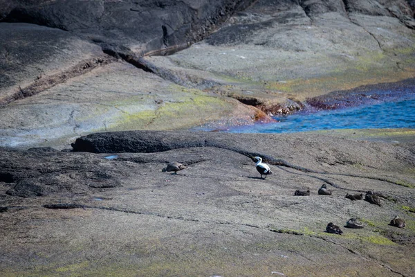 Norges Vackra Kust Med Sina Klippformationer Och Blått Vatten Vacker — Stockfoto