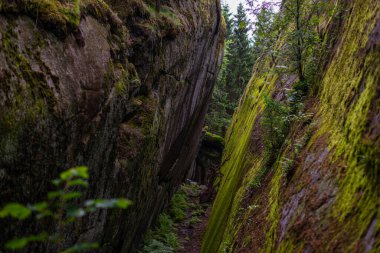 Norveç 'te Larvik yakınlarında doğanın ortasında bir yürüyüş yolunda.