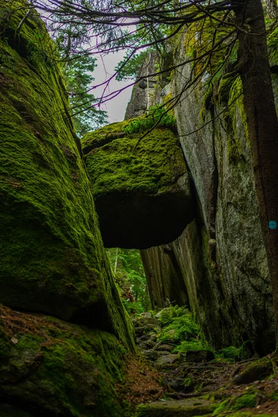 Sur Sentier Randonnée Pleine Nature Près Larvik Norvège — Photo