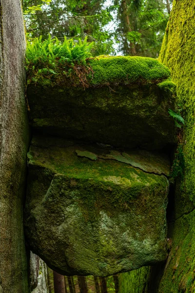 Una Ruta Senderismo Medio Naturaleza Cerca Larvik Noruega — Foto de Stock