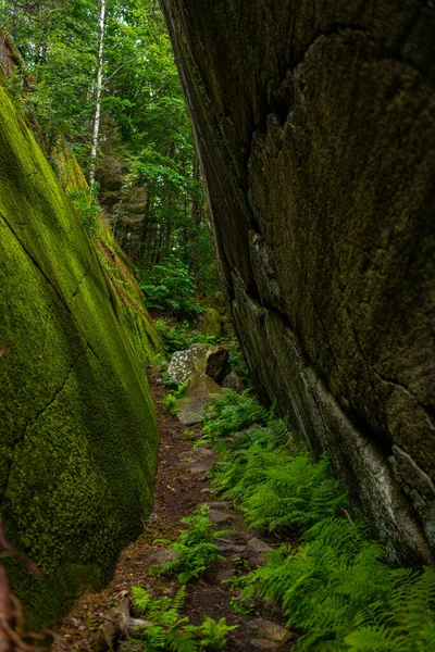 Uma Trilha Caminhada Meio Natureza Perto Larvik Noruega — Fotografia de Stock