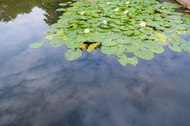07 / 25 / 2021 Berlin: Belin 'deki Treptower Park' tan fotoğraflar