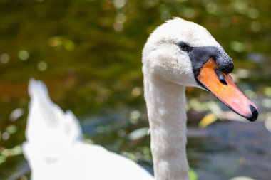 Bir kuğu çifti, iki yavrusuyla birlikte parkta küçük bir gölette yaşar.