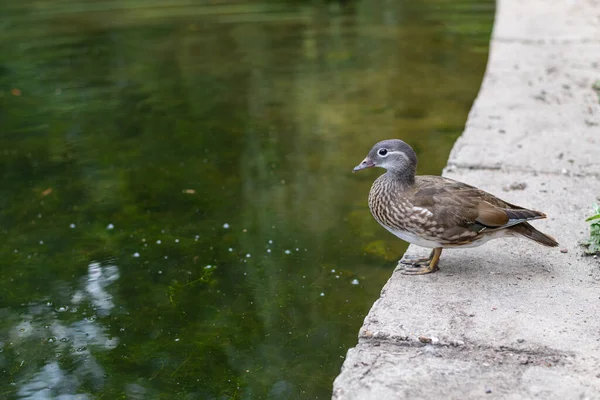 Algunos Patos Viven Junto Pequeño Estanque Con Sus Polluelos — Foto de Stock